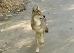 Снявший волка на видео в Ставрополе рассказал "Блокноту" подробности Снявший волка на видео в Ставрополе рассказал "Блокноту" подробности