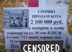 "Купи кота и получи квартиру в подарок!" - житель Ставрополя поразил горожан "супер" предложением "Купи кота и получи квартиру в подарок!" - житель Ставрополя поразил горожан "супер" предложением