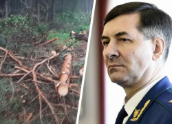 После публикации «Блокнота» о вырубке деревьев в Кисловодске около Олимпийской базы возбуждено уголовное дело После публикации «Блокнота» о вырубке деревьев в Кисловодске около Олимпийской базы возбуждено уголовное дело