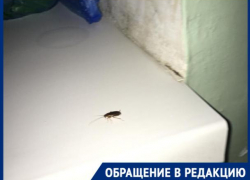 В детском отделении больницы на Ставрополье поселились тараканы В детском отделении больницы на Ставрополье поселились тараканы