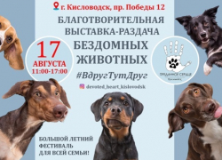 В Кисловодске 17 августа бездомным животным помогут найти дом В Кисловодске 17 августа бездомным животным помогут найти дом