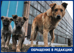 «Не люди — нелюди!» — неизвестные расстреляли стаю собак на Ставрополье «Не люди — нелюди!» — неизвестные расстреляли стаю собак на Ставрополье