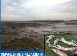 Экологическая катастрофа: тонны рыб погибают из-за сброса воды в канале на Ставрополье Экологическая катастрофа: тонны рыб погибают из-за сброса воды в канале на Ставрополье