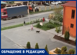 В Ставрополе жителей 204 квартала терроризируют бродячие собаки В Ставрополе жителей 204 квартала терроризируют бродячие собаки