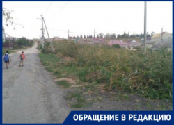 «Камыш может привести к беде», - ставропольчане о своей проблеме «Камыш может привести к беде», - ставропольчане о своей проблеме