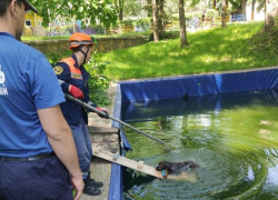 Лабрадор чуть не утонул в Центральном парке Ставрополя Лабрадор чуть не утонул в Центральном парке Ставрополя