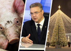 Одни свиньи болеют, других спасает губернатор, а главная елка Ставрополя под угрозой: вспоминаем громкие события недели Одни свиньи болеют, других спасает губернатор, а главная елка Ставрополя под угрозой: вспоминаем громкие события недели
