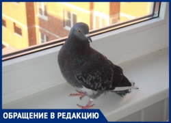 «Ждем, когда завоняет», - в вентиляцию ставропольчан уже третий раз залетает голубь «Ждем, когда завоняет», - в вентиляцию ставропольчан уже третий раз залетает голубь