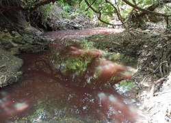 Кровавые воды: по руслу реки Грушевой в Ставрополе потекла красная жидкость неизвестного происхождения Кровавые воды: по руслу реки Грушевой в Ставрополе потекла красная жидкость неизвестного происхождения