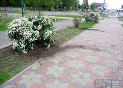 На Ставрополье воришка позарился на декоративные кустарники На Ставрополье воришка позарился на декоративные кустарники