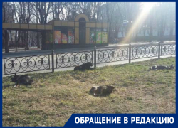 Бродячих псов на улицах Ставрополя всё больше Бродячих псов на улицах Ставрополя всё больше