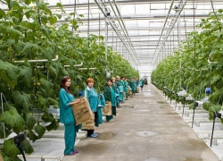 120 гектаров новых теплиц будут увеличивать объем продукции на Ставрополье 120 гектаров новых теплиц будут увеличивать объем продукции на Ставрополье