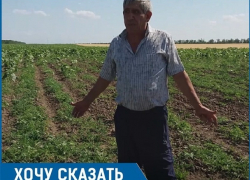 «На протяжении десяти лет отара овец с соседней кошары истребляет посевы на моём поле», - житель Ставрополья «На протяжении десяти лет отара овец с соседней кошары истребляет посевы на моём поле», - житель Ставрополья