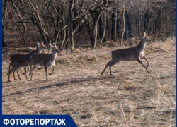 В окрестностях Ставрополя выпустили десять краснокнижных оленей В окрестностях Ставрополя выпустили десять краснокнижных оленей