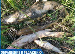 «Возле спиртзавода в реке много дохлой рыбы», - жители села Гражданское «Возле спиртзавода в реке много дохлой рыбы», - жители села Гражданское