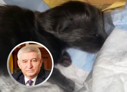 У главы Ставрополя пополнение в семье: родился котенок У главы Ставрополя пополнение в семье: родился котенок