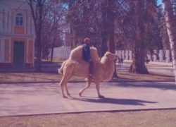 В Ставрополе наездник на верблюде подъехал к администрации В Ставрополе наездник на верблюде подъехал к администрации