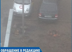 "Праздник женский, а гадят мужчины!": ставрополец возмущен невоспитанностью соседей "Праздник женский, а гадят мужчины!": ставрополец возмущен невоспитанностью соседей