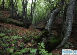 Ставропольские кадеты вышли на патрулирование лесного пояса краевого центра Ставропольские кадеты вышли на патрулирование лесного пояса краевого центра