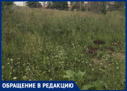 Жители Ставрополья жалуются на заросшие амброзией дворы, детские площадки и улицы Жители Ставрополья жалуются на заросшие амброзией дворы, детские площадки и улицы