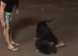 Во время прогулки по Ставрополю стаффорд загрыз бродячую собаку на глазах у прохожих Во время прогулки по Ставрополю стаффорд загрыз бродячую собаку на глазах у прохожих