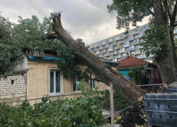 Благо никого не убило: на злополучной улице Орджоникидзе в Ставрополе рухнул огромный тополь Благо никого не убило: на злополучной улице Орджоникидзе в Ставрополе рухнул огромный тополь