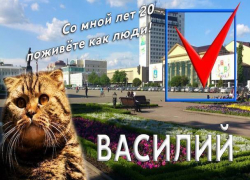 Заменить главу Ставрополя Джатдоева на рыжего кота Василия предложили блогеры Заменить главу Ставрополя Джатдоева на рыжего кота Василия предложили блогеры