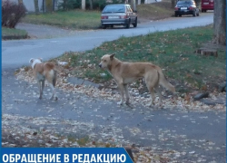 «Три года бездомные собаки нападают на людей и не дают нам спать по ночам», - жительница Кисловодска «Три года бездомные собаки нападают на людей и не дают нам спать по ночам», - жительница Кисловодска