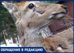 Заживо гниющий оленёнок погибает в заповеднике Карачаево-Черкессии Заживо гниющий оленёнок погибает в заповеднике Карачаево-Черкессии