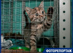 «Блокнот Ставрополь» в гостях у приюта «Лучший друг»: часть 2 «Блокнот Ставрополь» в гостях у приюта «Лучший друг»: часть 2