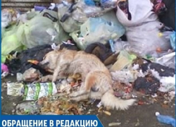 На несанкционированной свалке в центре Михайловска неизвестные оставили тело мертвой собаки На несанкционированной свалке в центре Михайловска неизвестные оставили тело мертвой собаки