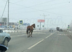 Бежавшую по автодороге в Ставрополе лошадь сравнили с кандидатом в президенты Бежавшую по автодороге в Ставрополе лошадь сравнили с кандидатом в президенты