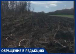Ставропольцы недовольны массовой вырубкой деревьев Ставропольцы недовольны массовой вырубкой деревьев