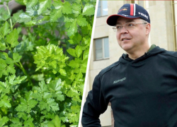 Губернатор Ставрополья ради петрушки и укропа отнимает земли у техникума и интерната Губернатор Ставрополья ради петрушки и укропа отнимает земли у техникума и интерната