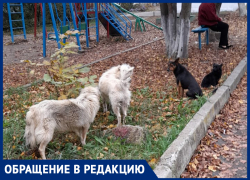 Жители поселка Пятигорского боятся отпускать детей в школу из-за стаи бродячих собак Жители поселка Пятигорского боятся отпускать детей в школу из-за стаи бродячих собак