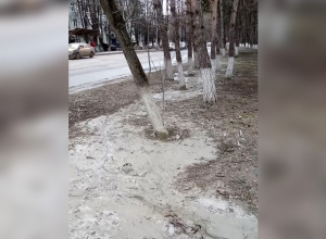 Варварское уничтожение сосен строителями снял на видео житель Ставрополья Варварское уничтожение сосен строителями снял на видео житель Ставрополья