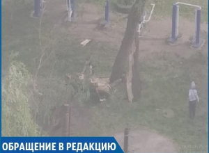«Сильный ветер снёс дерево на детской площадке, а коммунальщикам до этого нет дела», - житель Ставрополя «Сильный ветер снёс дерево на детской площадке, а коммунальщикам до этого нет дела», - житель Ставрополя