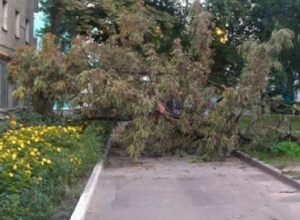 Огромное дерево переломало позвонки 11-летней девочки в Лермонтове Огромное дерево переломало позвонки 11-летней девочки в Лермонтове