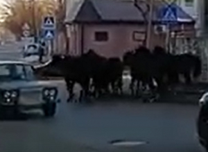 Табун лошадей пронесся по центру Кисловодска Табун лошадей пронесся по центру Кисловодска