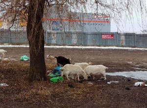 Козы паслись возле свалки в Пятигорске Козы паслись возле свалки в Пятигорске