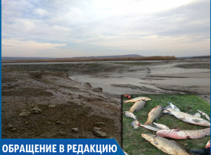 Экологическая катастрофа: тонны рыб погибают из-за сброса воды в канале на Ставрополье Экологическая катастрофа: тонны рыб погибают из-за сброса воды в канале на Ставрополье