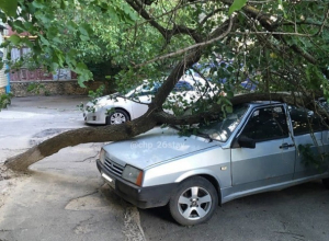 Дерево рухнуло на припаркованное у дома авто в Ставрополе Дерево рухнуло на припаркованное у дома авто в Ставрополе