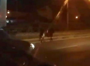 Одинокая лошадь в потоке машин на дороге Ставрополя попала на видео Одинокая лошадь в потоке машин на дороге Ставрополя попала на видео