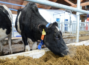 Стабилизировать цены на молочную продукцию помогут кооперативы на Ставрополье Стабилизировать цены на молочную продукцию помогут кооперативы на Ставрополье