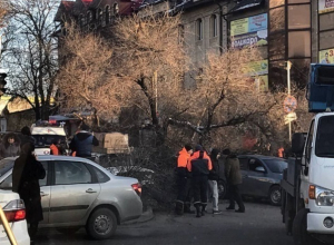 На автомобили в Пятигорске упало огромное дерево На автомобили в Пятигорске упало огромное дерево