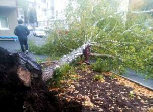 Сильный ветер повалил большое дерево во дворе многоэтажки в Ставрополе Сильный ветер повалил большое дерево во дворе многоэтажки в Ставрополе