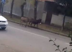 Два ослика гуляли по дорогам и попали на видео в Кисловодске Два ослика гуляли по дорогам и попали на видео в Кисловодске