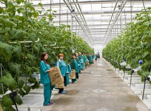120 гектаров новых теплиц будут увеличивать объем продукции на Ставрополье 120 гектаров новых теплиц будут увеличивать объем продукции на Ставрополье