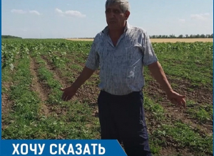 «На протяжении десяти лет отара овец с соседней кошары истребляет посевы на моём поле», - житель Ставрополья «На протяжении десяти лет отара овец с соседней кошары истребляет посевы на моём поле», - житель Ставрополья