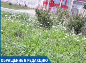 «Возле поликлиники растет целая плантация амброзии - нормально?» - жительница Ставрополя «Возле поликлиники растет целая плантация амброзии - нормально?» - жительница Ставрополя